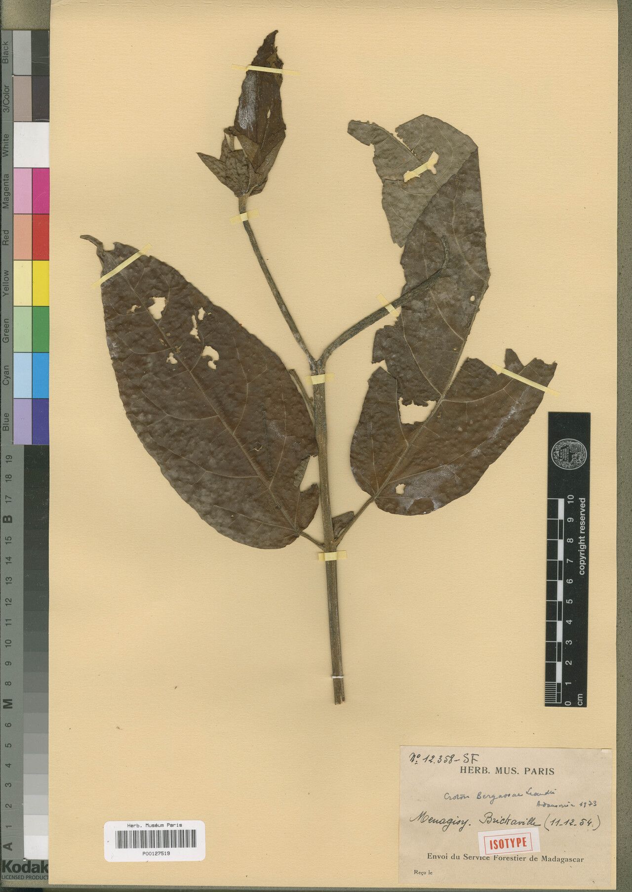 Croton bergassae — houseplant care guide