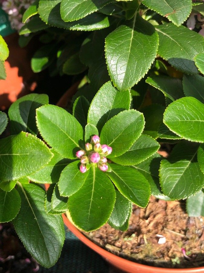 Escallonia laevis leaf