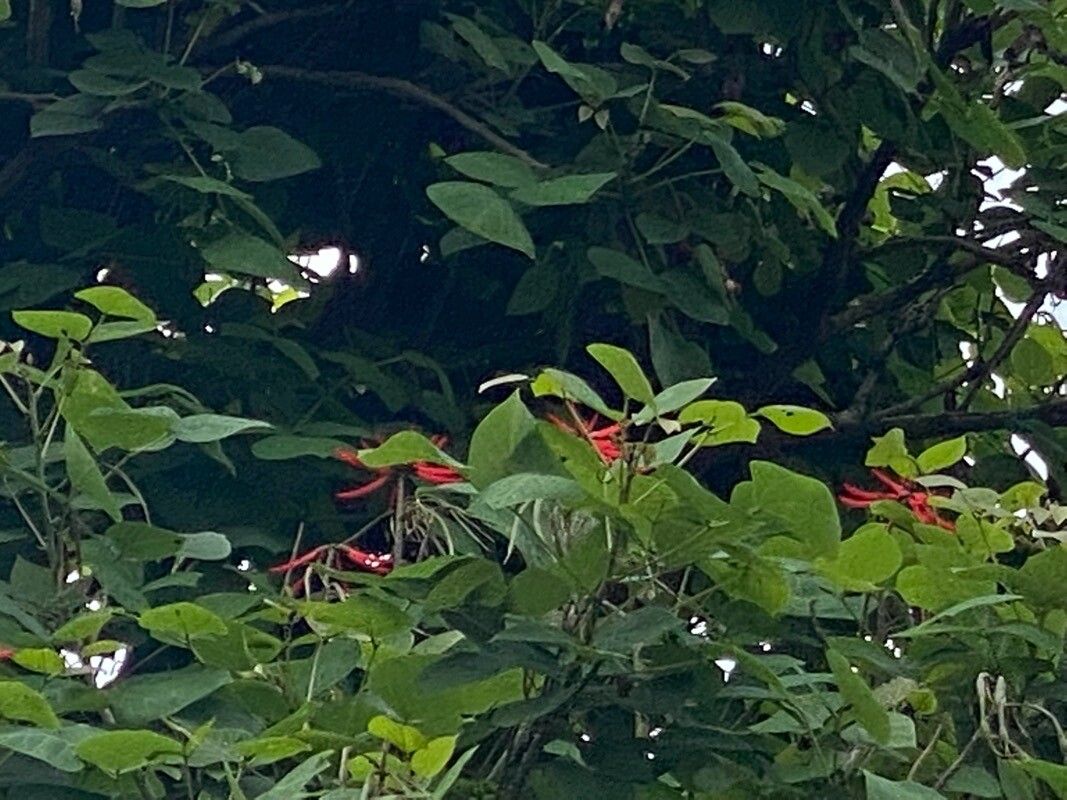 Erythrina rubrinervia flower