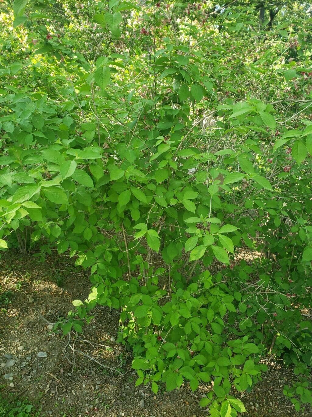 Weigela subsessilis habit