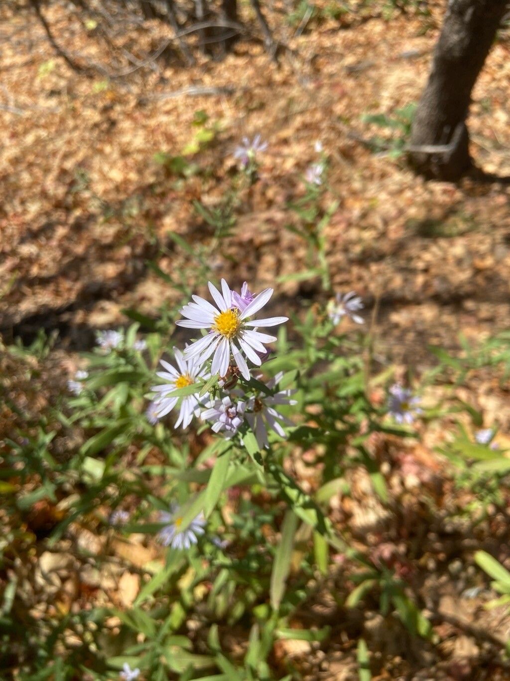 Eurybia glauca — related species from the same genus