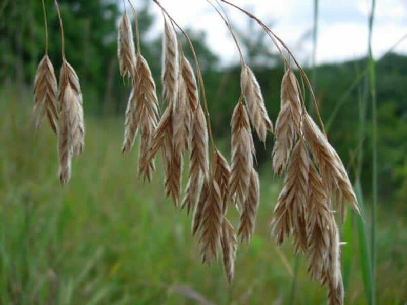 Bromus kalmii — search result for 'Bromus'