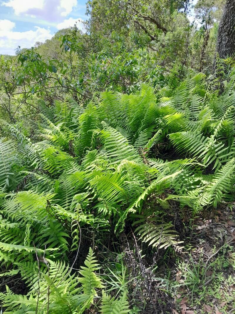 Thelypteris bergiana habit
