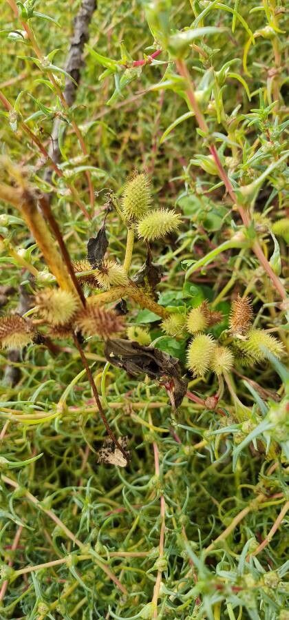 Xanthium orientale fruit