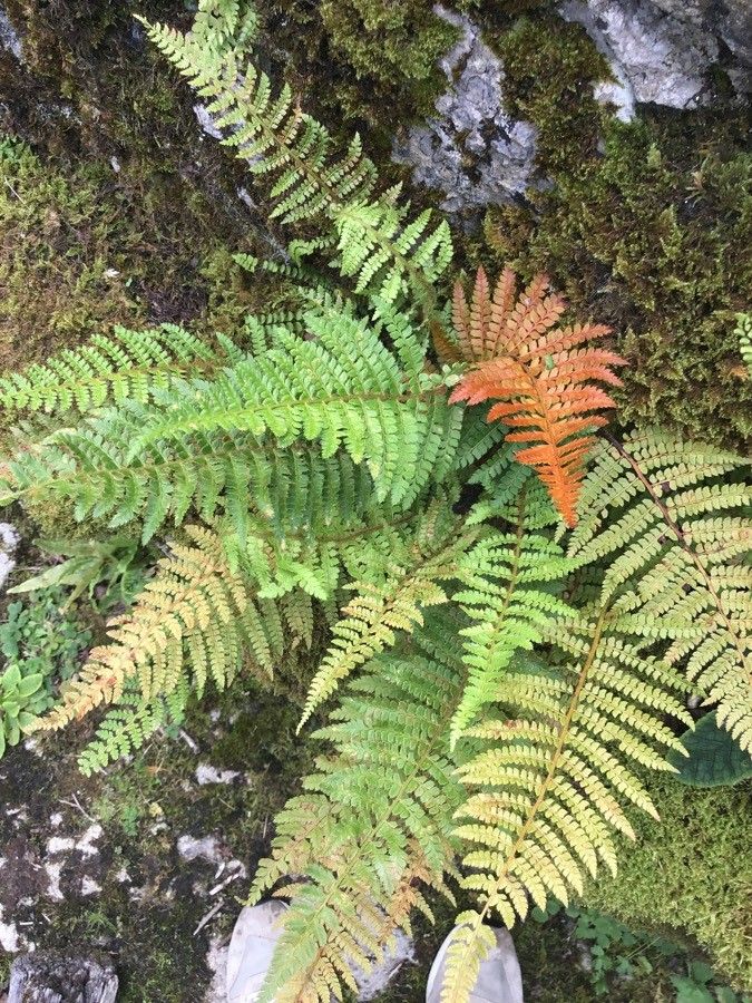 Polystichum setiferum — cold hardy houseplant