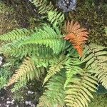 Polystichum setiferum