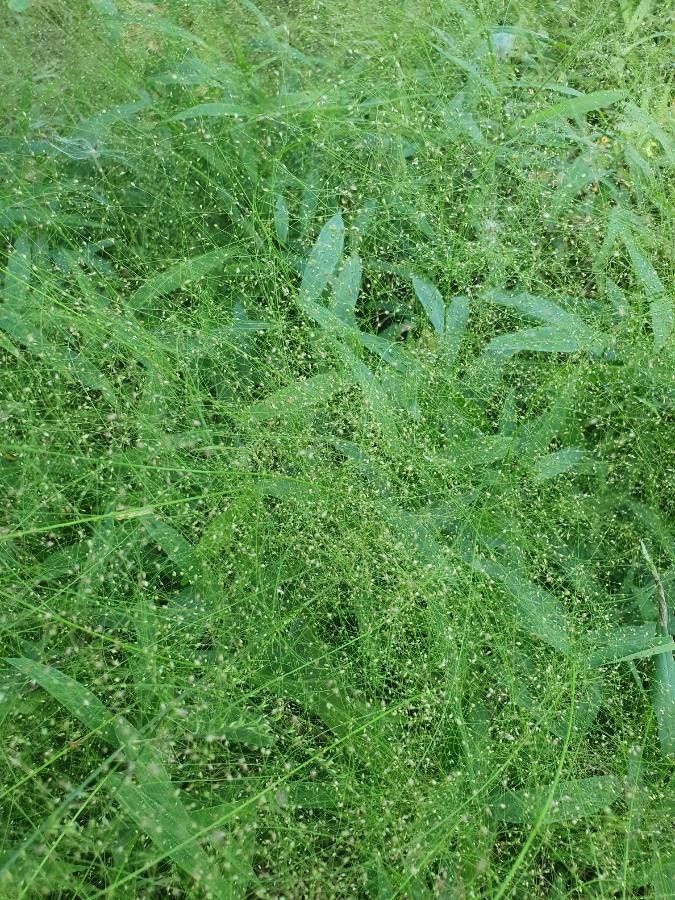 Panicum hispidifolium — search result for 'Panicum'