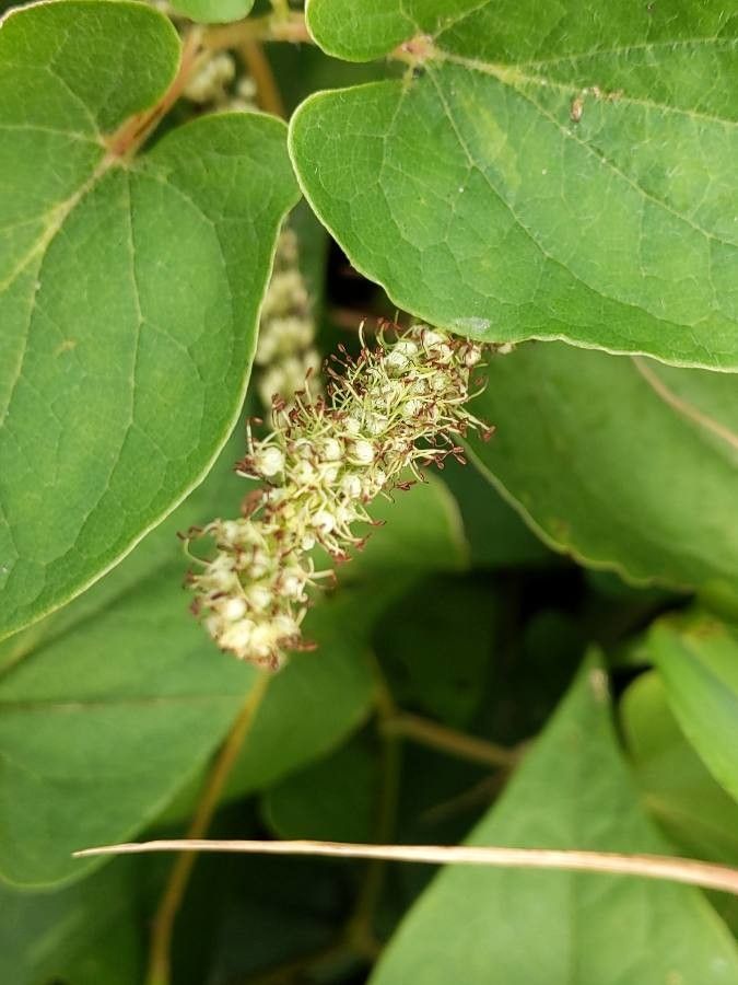 Saururus cernuus fruit
