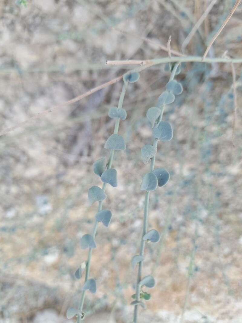 Andrachne telephioides — search result for 'Phyllanthaceae'