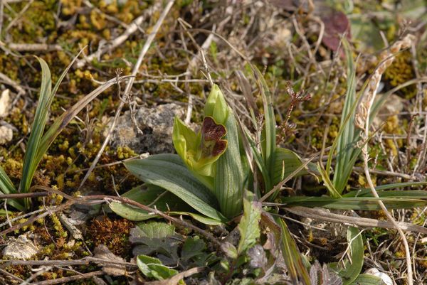 Ophrys delforgei habit