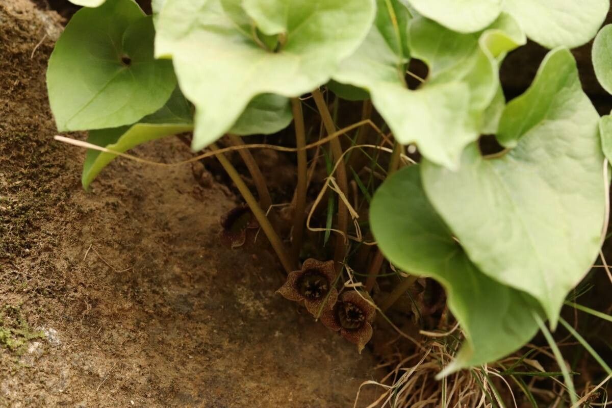 Asarum tohokuense flower