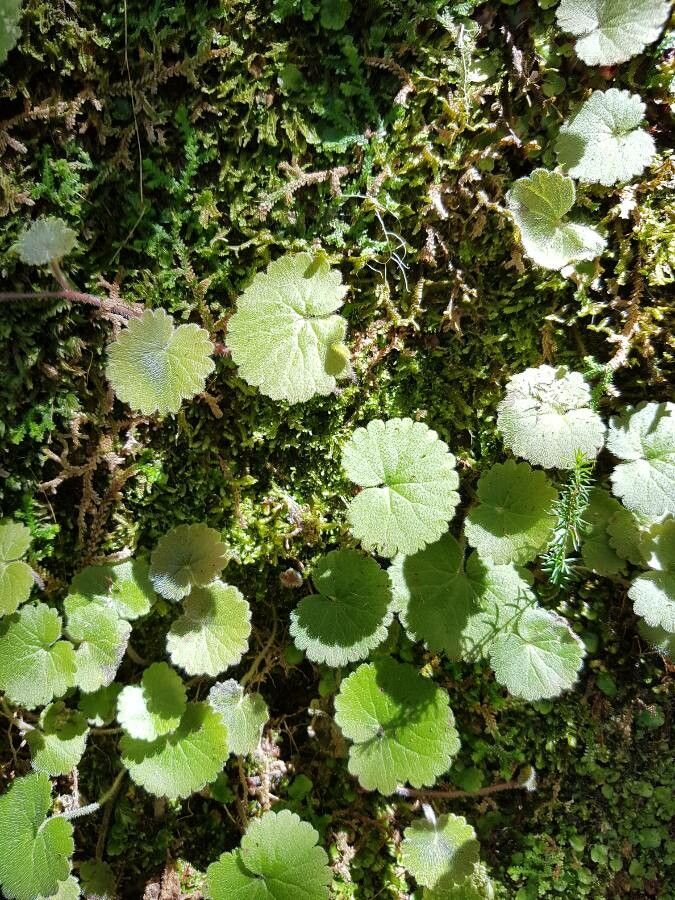 Sibthorpia peregrina leaf