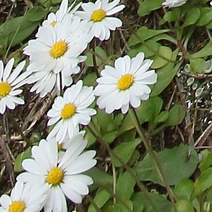 Bellis annua flower