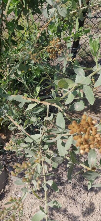 Pluchea ovalis — search result for 'Pluchea'