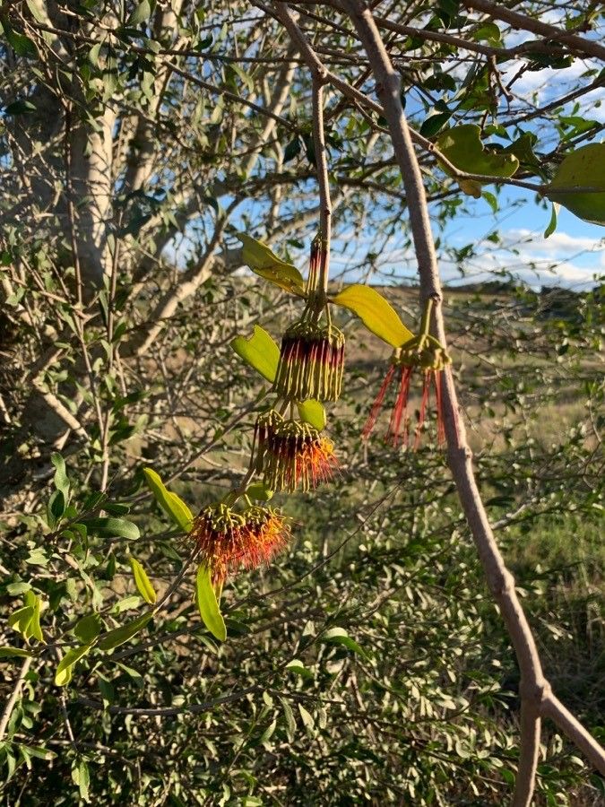 Amyema congener flower