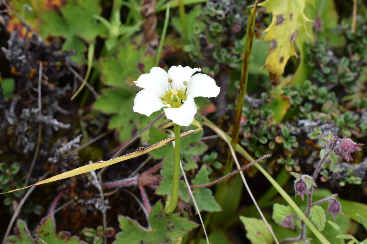 Parnassia nubicola habit