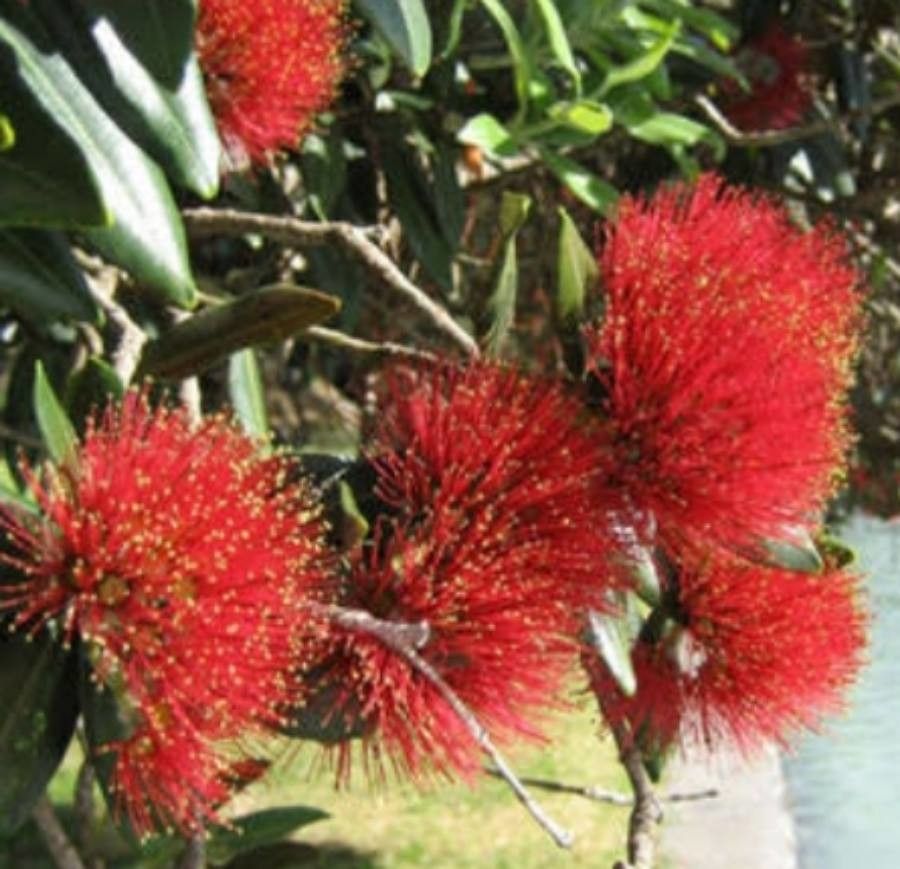 Metrosideros carminea flower