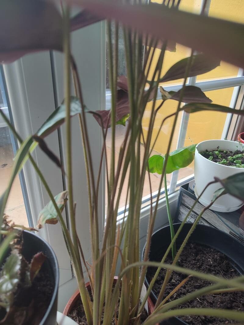 Goeppertia majestica bark