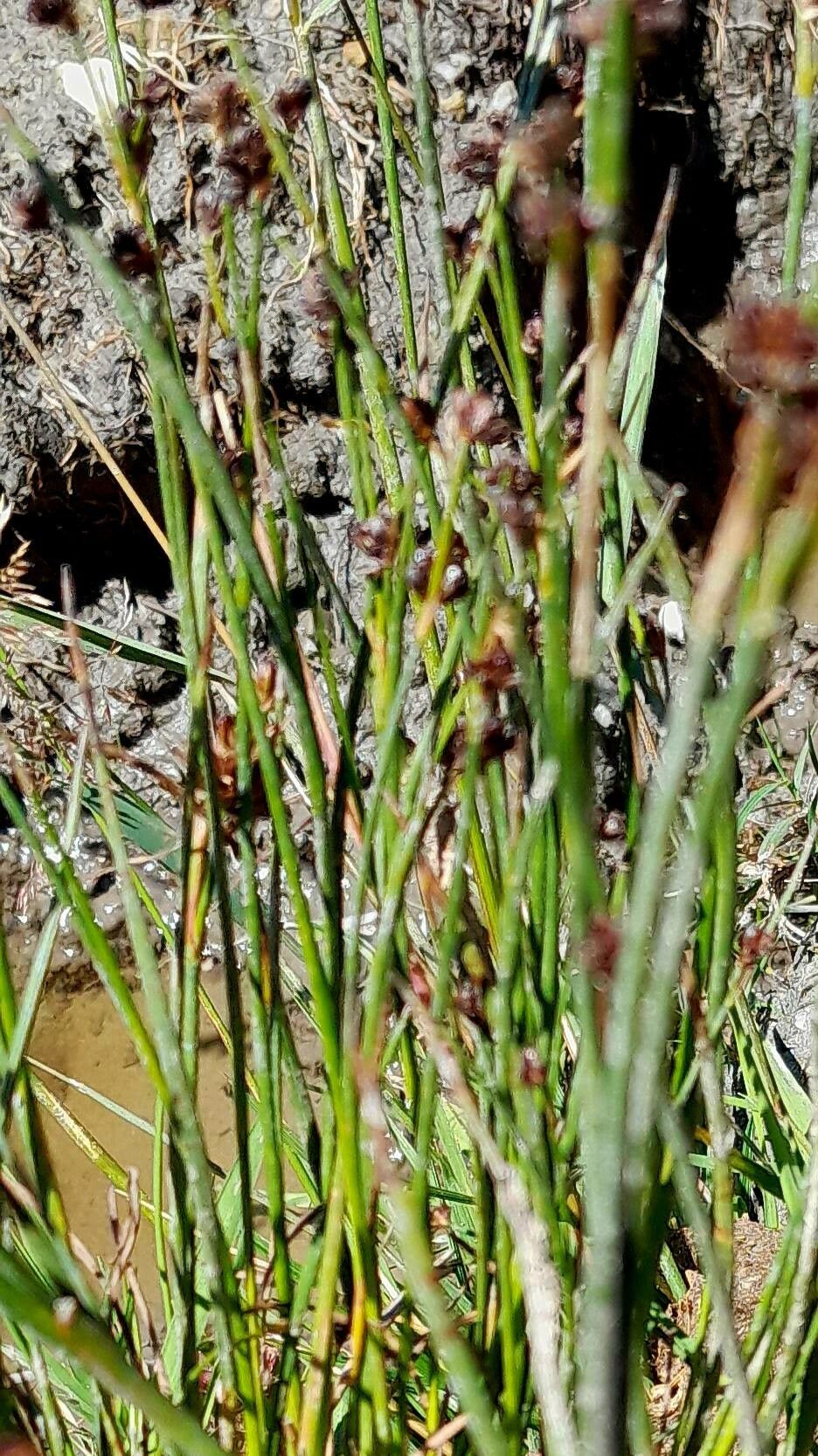Juncus alpinoarticulatus