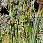 Juncus alpinoarticulatus