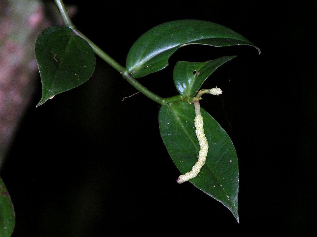 Peperomia portobellensis other