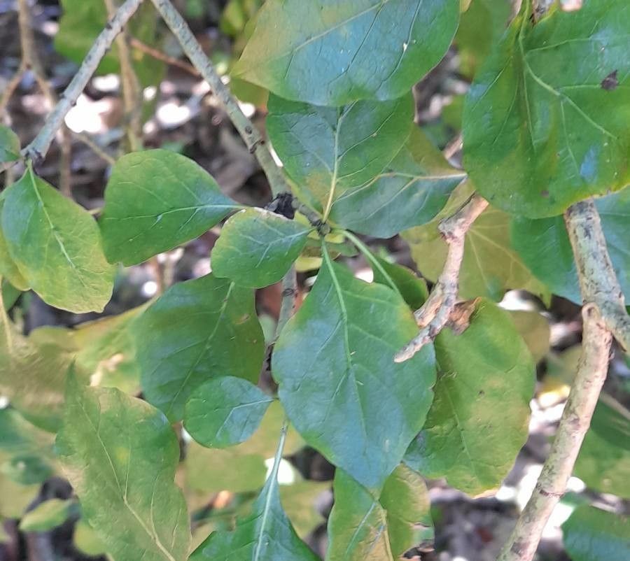 Gardenia thunbergia leaf
