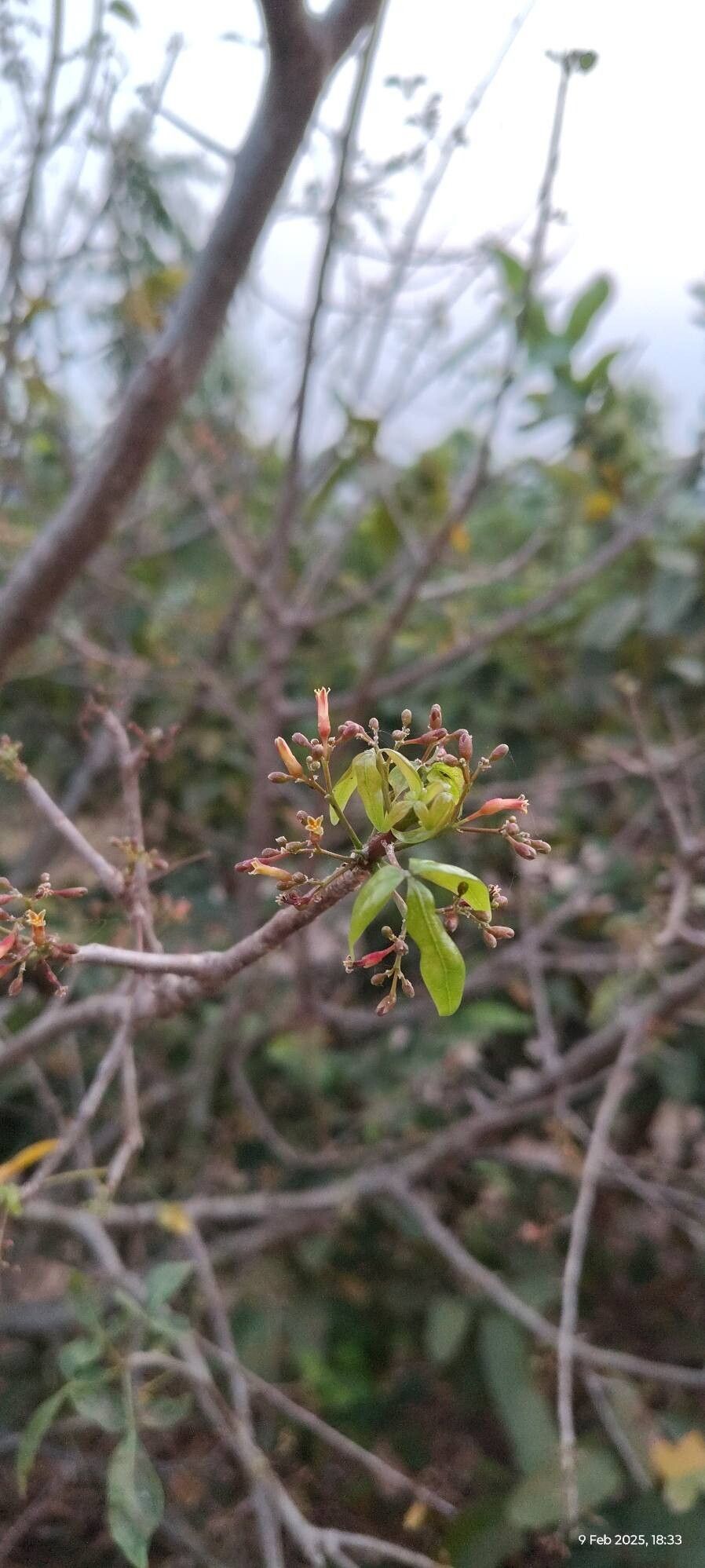 Commiphora caudata flower