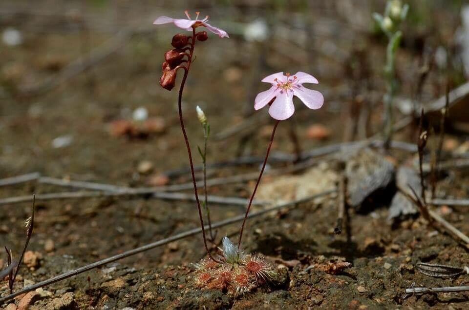 Drosera walyunga — houseplant care guide