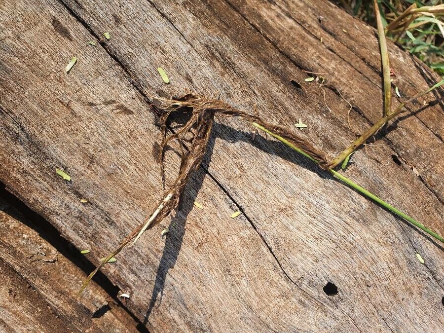 Leersia hexandra other