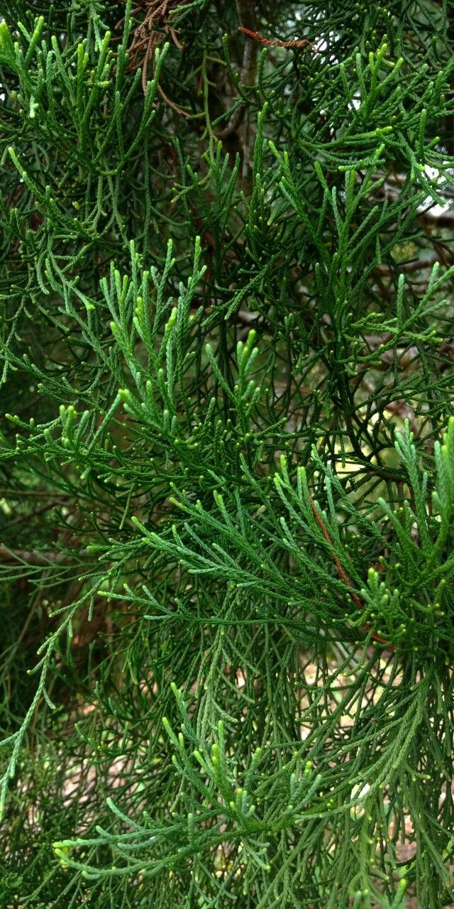 Dacrydium elatum leaf