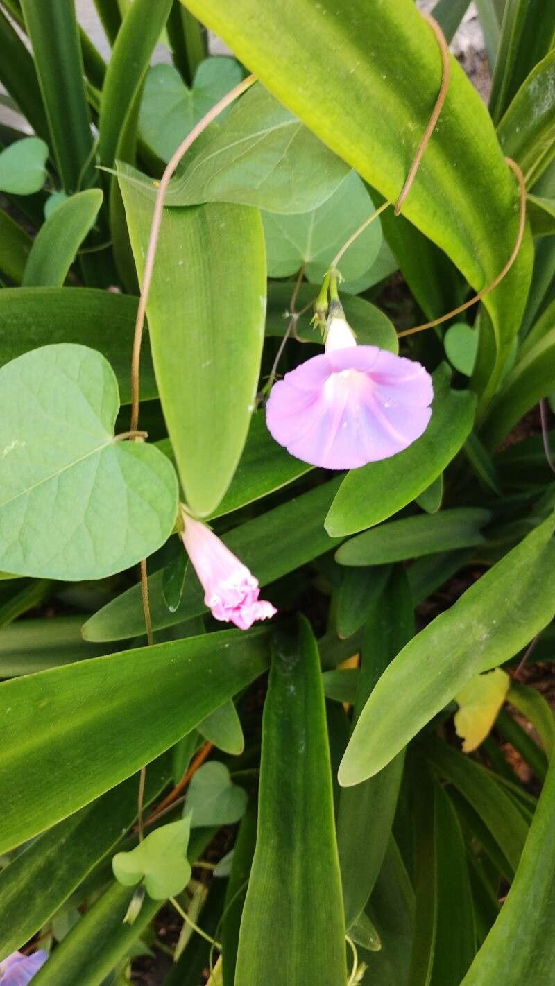 Ipomoea sagittata flower