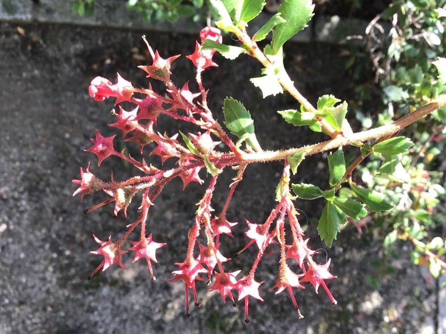 Escallonia micrantha flower