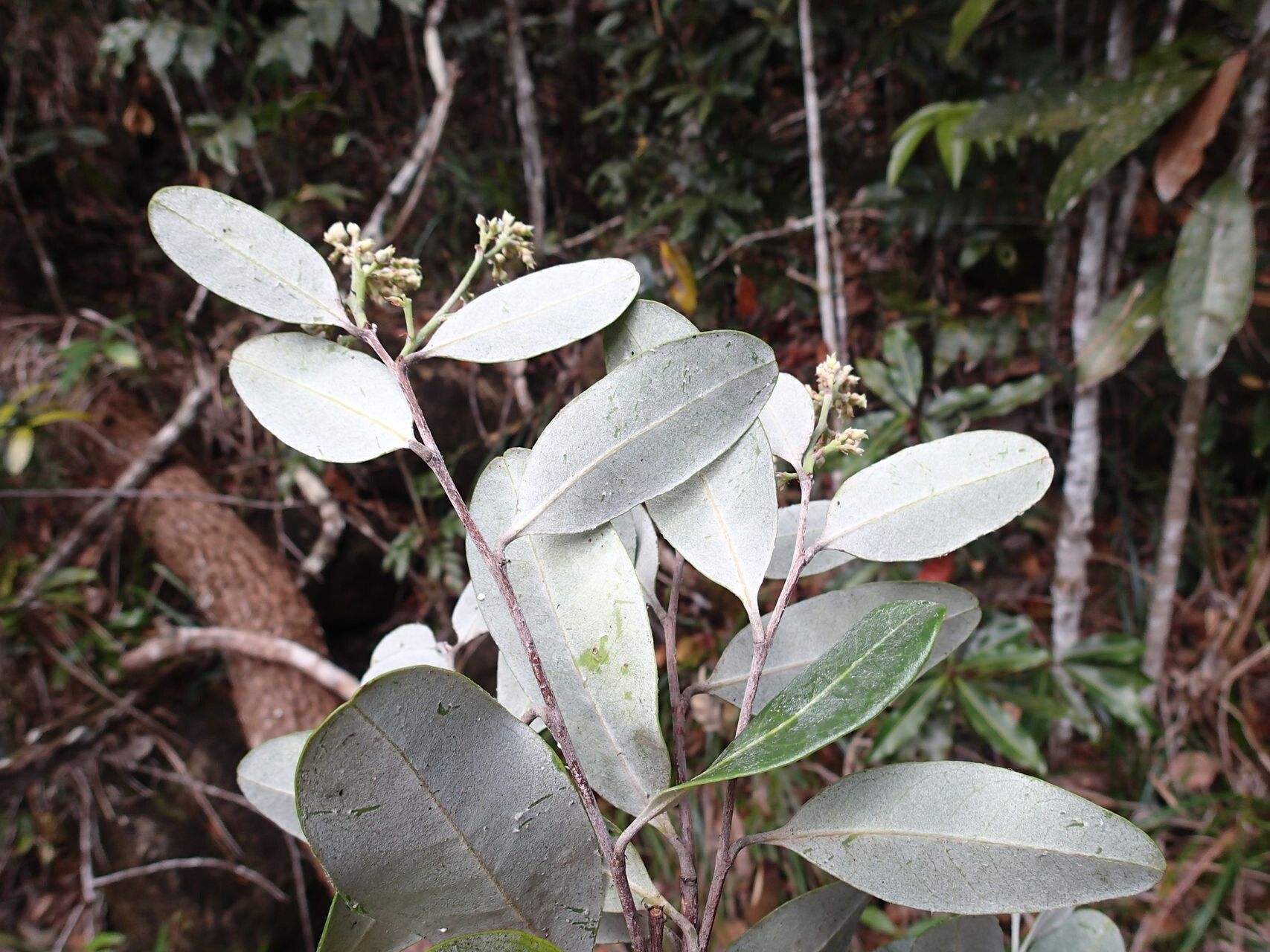 Hunga gerontogea — search result for 'Chrysobalanaceae'