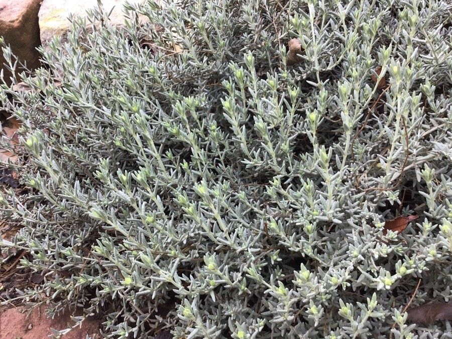 Helianthemum caput-felis habit