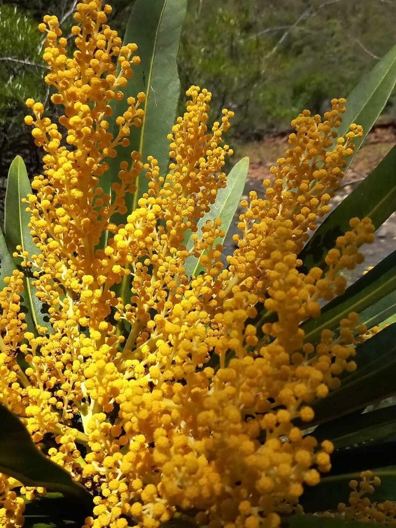 Meryta coriacea flower