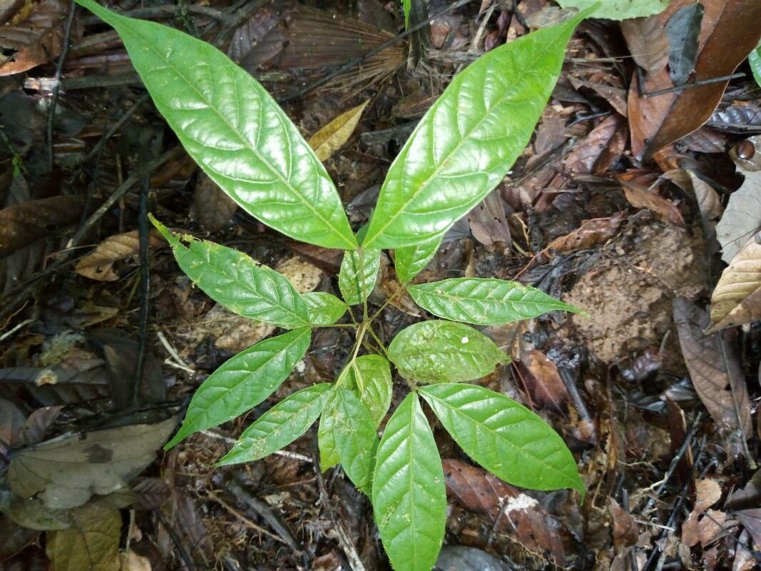Tachigali costaricensis leaf