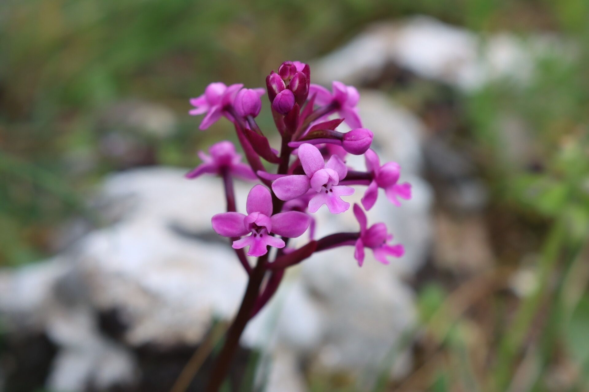 Orchis brancifortii — related species from the same genus