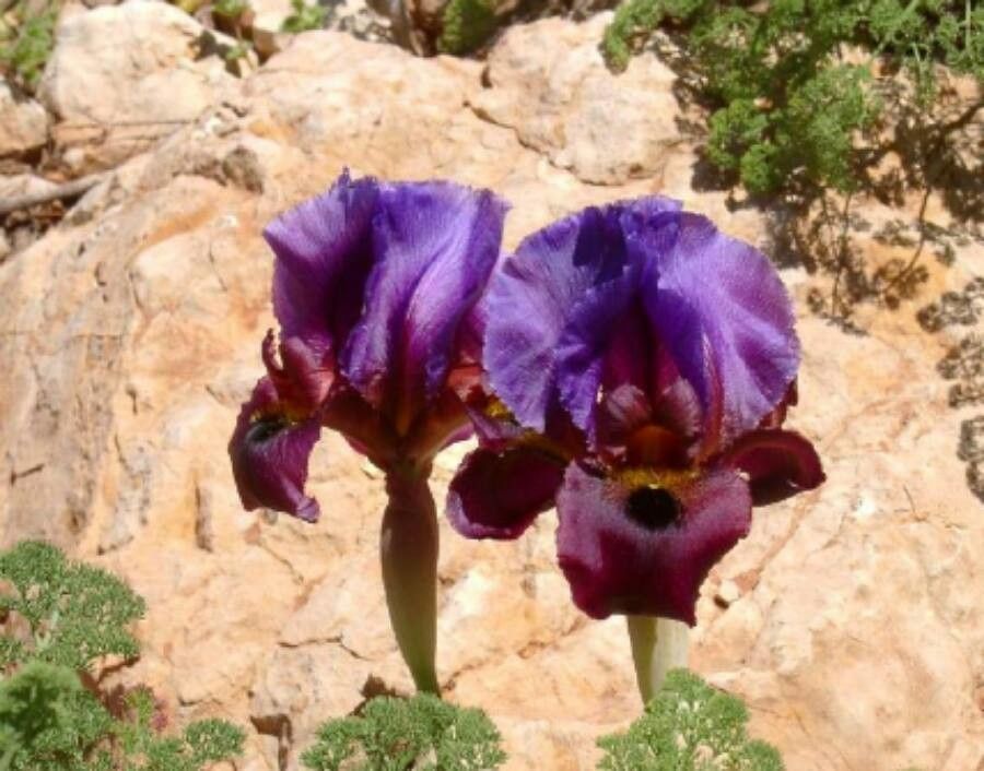 Iris antilibanotica — search result for 'Syria'