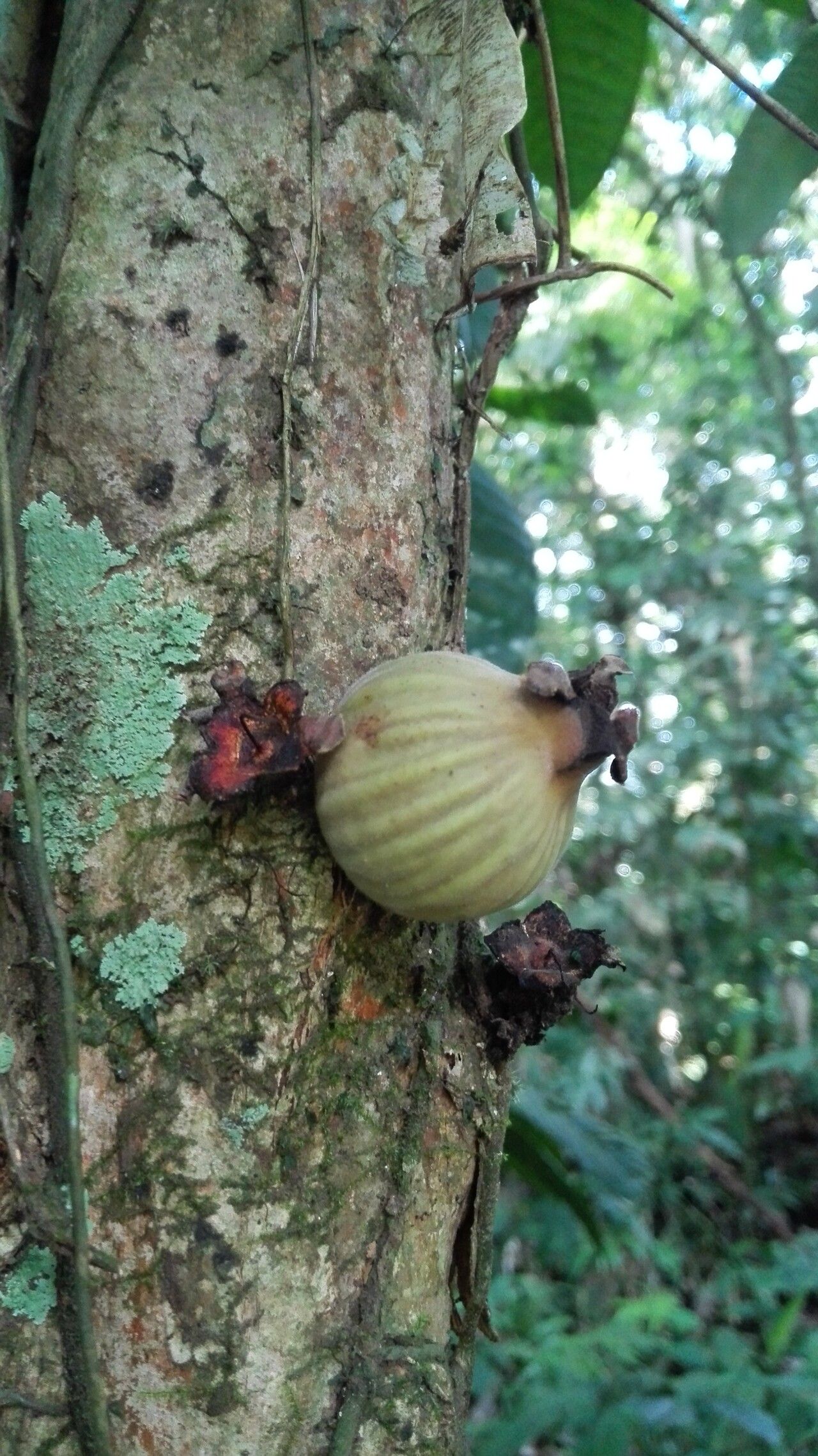 Plinia nicaraguensis fruit