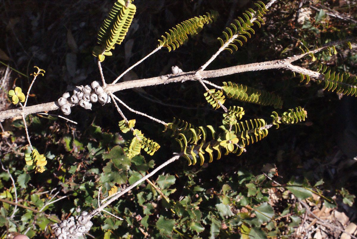 Regelia inops flower