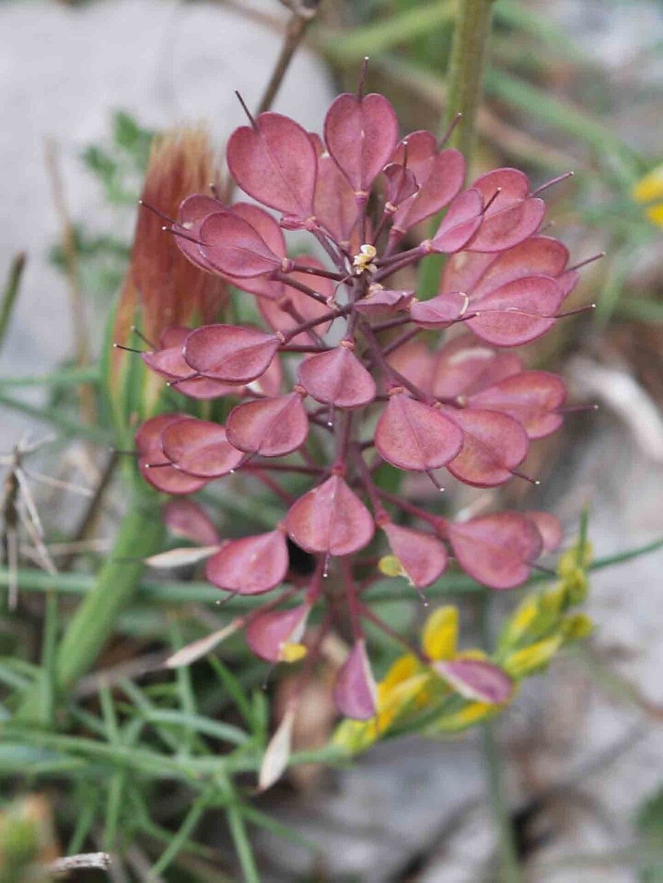 Iberis pinnata fruit