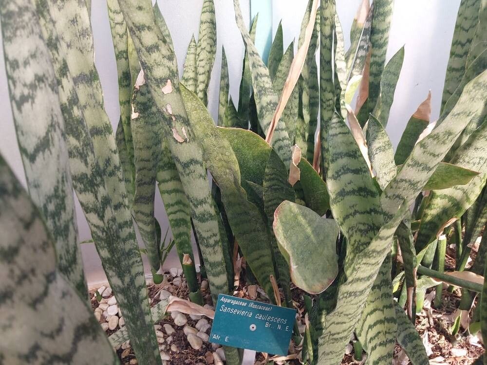 Sansevieria caulescens — search result for 'Sansevieria'