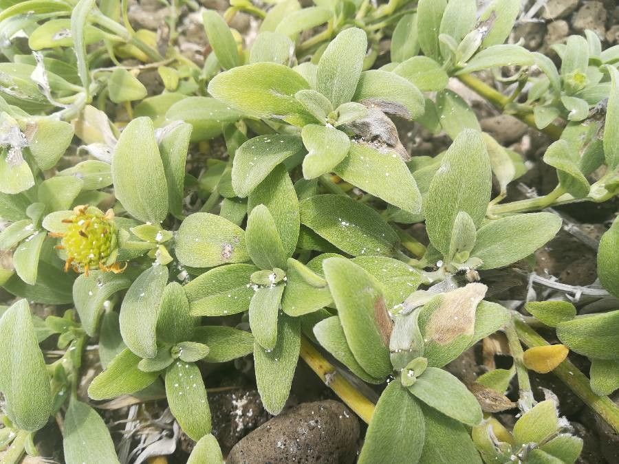 Melanthera lifuana leaf