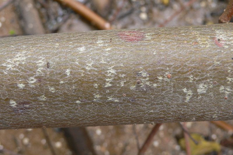Laguncularia racemosa bark
