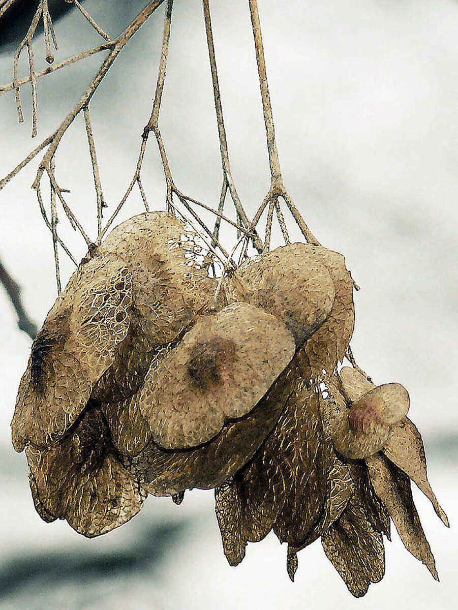 Ptelea trifoliata fruit