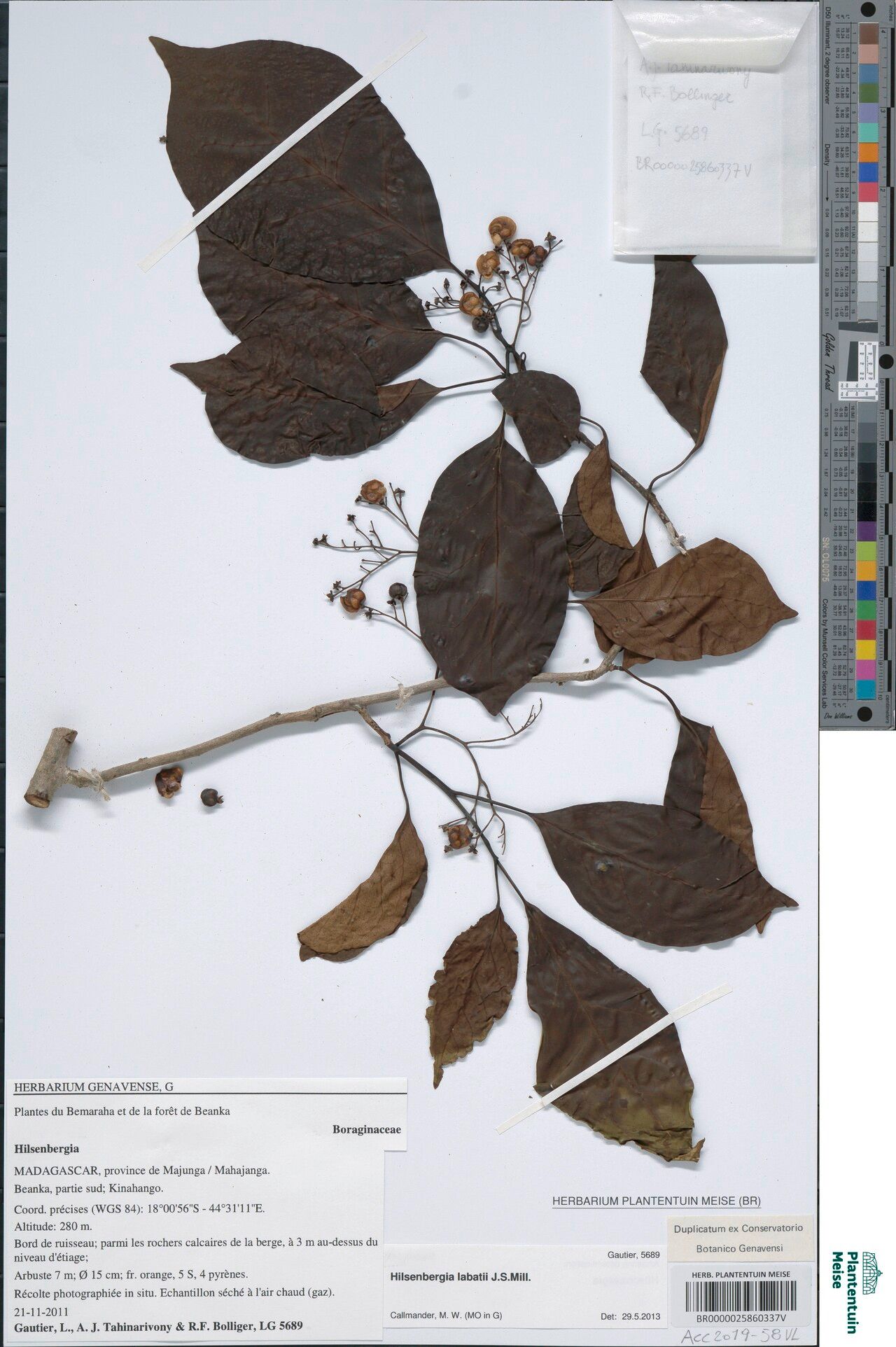 Bourreria labatii — houseplant care guide