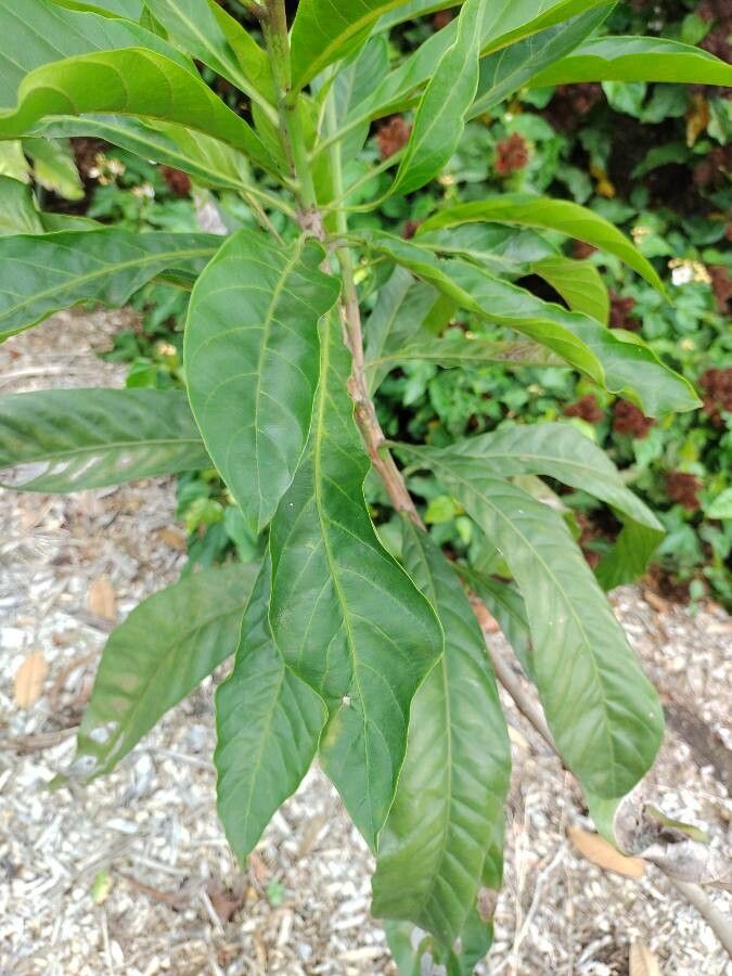 Pouteria speciosa — search result for 'Pouteria'