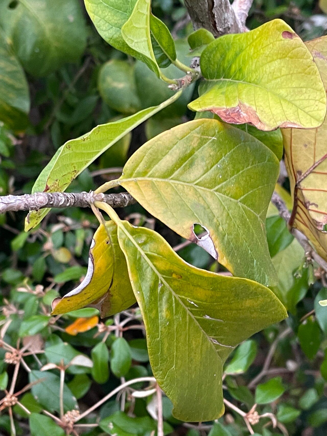 Turraea nilotica leaf