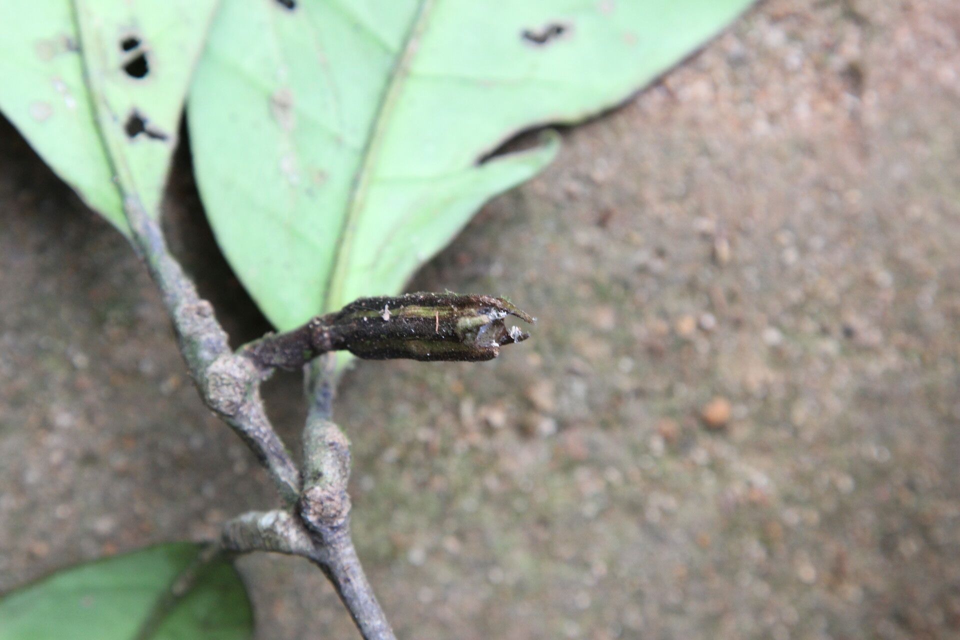 Rothmannia talbotii fruit