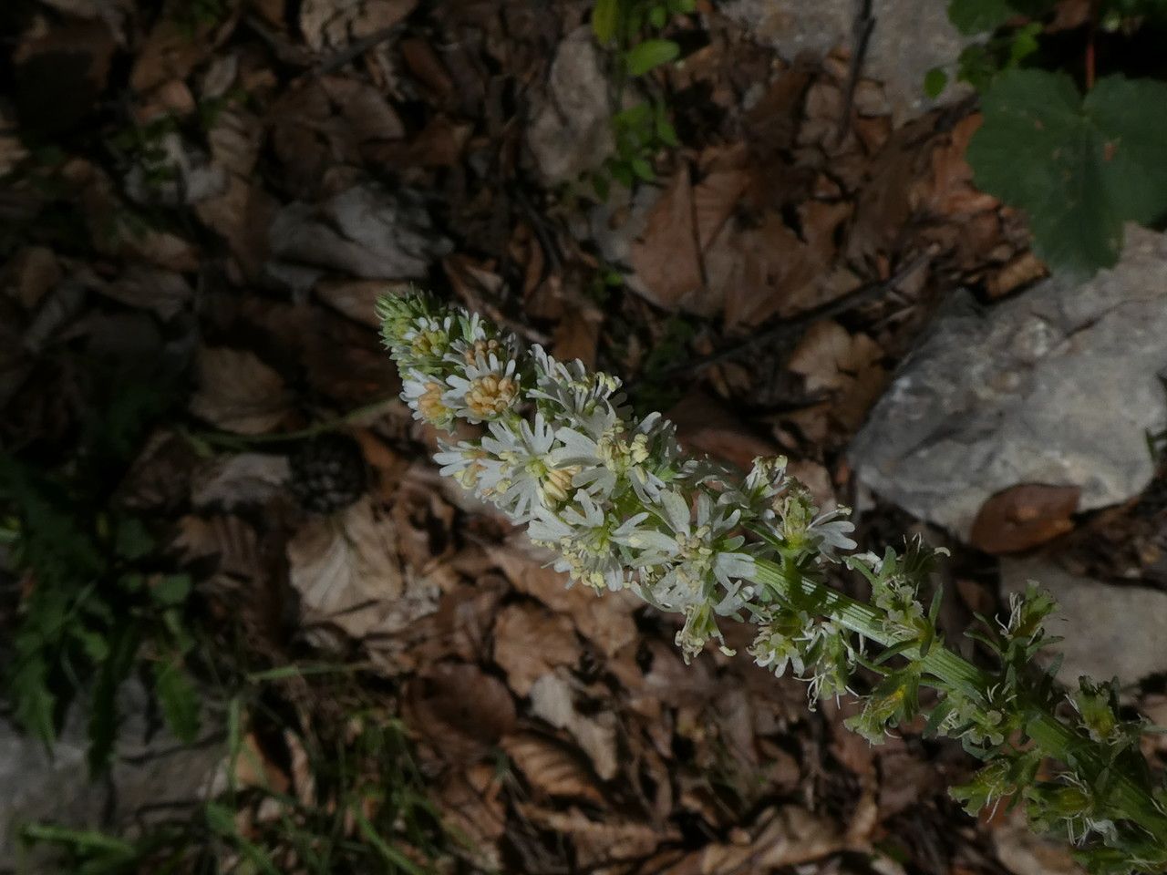 Reseda barrelieri flower